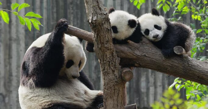 Lovely giant panda bear family relax on the tree, two panda cub sleeping together panda mother sitting beside baby