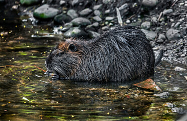 Young nutria on the wet stones near the pool. Latin name - Myocastor coypus	