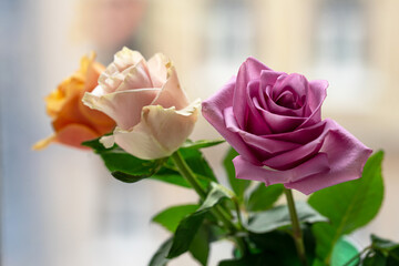 purple, pink and orange roses on the background of the window