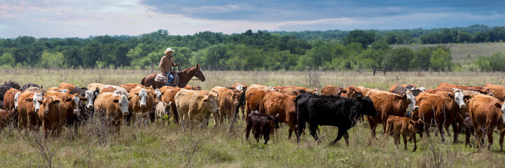 Cowboy on cutting horse moving cow calf pairs to new pasture on the beef cattle ranch - obrazy, fototapety, plakaty