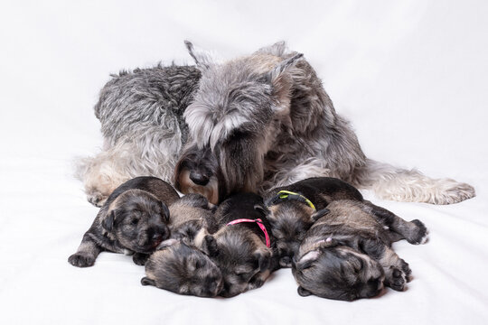 Mom gray miniature schnauzer feeds puppies on a white background. Mom dog is nursing milk from her baby. Well-fed, happy puppies next to their mother. Caring for newborn puppies