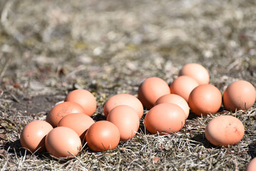Dozen of eggs in grass, easter eggs . Photo 