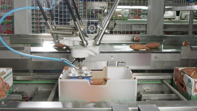 Automatic Robot Packing Sweet Potatoes From A Conveyor Belt To A Box In A Sorting Facility