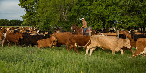 cowboy rancher on cutting horse moving large herd of cow calf pairs to new pasture on the beef...