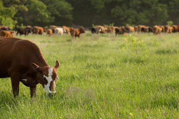 Herd of beef cows grazing on new pasture on the beef cattle ranch - obrazy, fototapety, plakaty