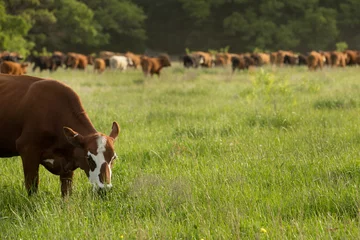 Fototapeten Kuh Herd of beef cows grazing on new pasture on the beef cattle ranch  © Carrie