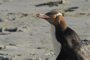BIRDS- New Zealand- Extreme Close Up of an Endangered Wild Yellow-eyed Penguin