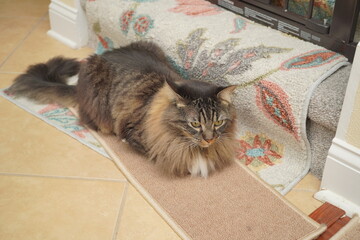 A cute brown maine coon cat is sleeping