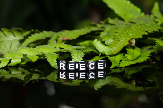 Mote alphabet blocks arranged into the name "Reese" on a background of fern leaves.