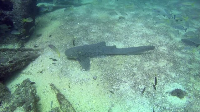 Zebra Shark Or Leopard Shark Close Up. Fish Feeding On Calm Peaceful Colourful Bottom Dwelling Shark Swimming On Coral Reef. Beautiful Gentle Pelagic Carpet Shark Underwater Marine Life in Oman.
