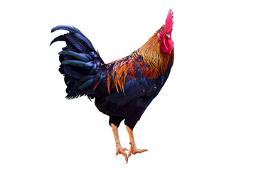 Cock isolated on the white background.
