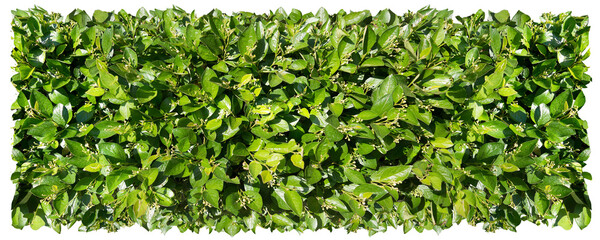 Green foliage bright shrub Cotoneaster lucidus in early spring. Photo for the catalog of plants of...