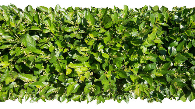 Green foliage bright shrub Cotoneaster lucidus in early spring in May. Photo for the catalog of plants of the garden center or plant nursery. Isolated Image for visualization for landscape design