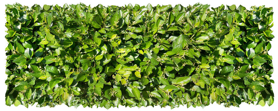 Green foliage bright shrub Cotoneaster lucidus in early spring. Photo for the catalog of plants of the garden center or plant nursery. Isolated finished item for visualization for landscape design.