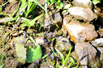 honey bees on the ground, Honey bees are drinking water together.