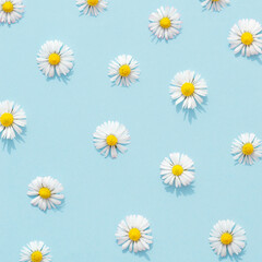 Spring flowers daisy on a pastel blue background. Springtime aesthetic wallpaper.