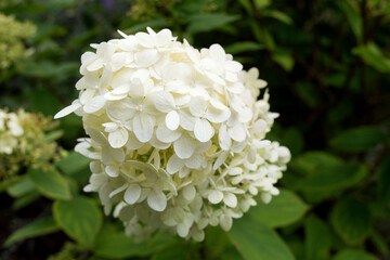 Inflorescence of ornamental shrubs Hydrangea paniculata 'Limelight' in summer. Photo for the...