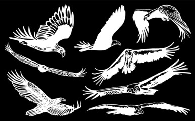 Vector collection of eagles on black isolated ,vector engraved elements,birds