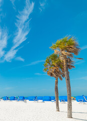 Palm trees and white sand in Clearwater on a sunny day