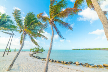 Fototapeta na wymiar Palm trees and white sand in Sombrero beach