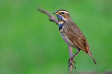 slim young brown bird with blue chin and chest perching on thin branch over fine blur background, bluethroat