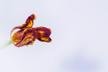 Withered tulip flower petals. A symbol of withering, the transience of being. Macro, narrow focus.