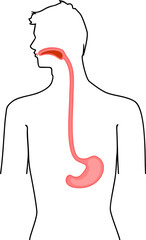 Obraz premium Scheme of location of esophagus and stomach in human body. Educational material for anatomy lesson