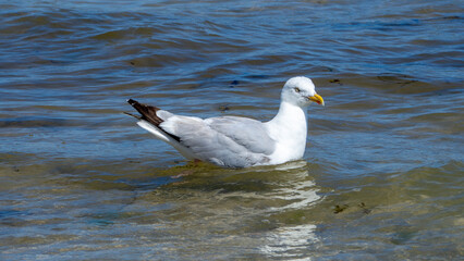 Goéland argenté sur l'eau, Plage Saint-Michel, Erquy, Côtes-d'Armor, Bretagne