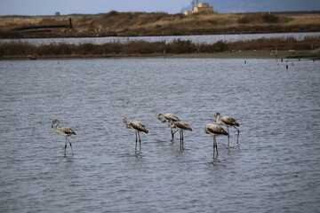 Fenicotteri nelle saline di Trapanie Marsala