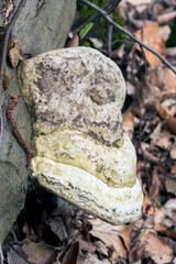 Baumpilz an einem abgestorbenen Baumstamm