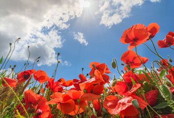 Poppy flowers in the field with sun - 493650898