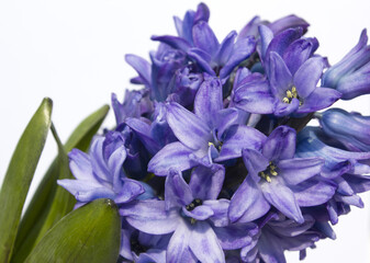 Blue hyacinth flower isolated white background. The first spring flower is blue hyacinth.