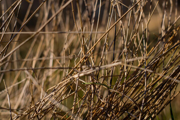 Fototapeta premium reeds in the water