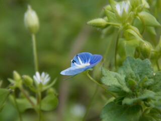 blue flower