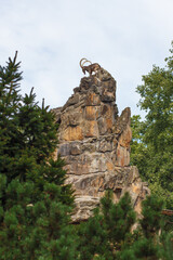 Obraz premium Mountain goat on a rock