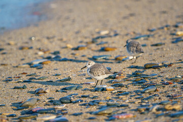 Sanderling (Calidris alba) feeding on the sand beach by the sea
