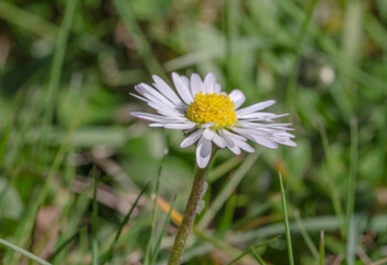G&auml;nsebl&uuml;mchen