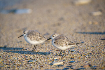 Sanderling (Calidris alba) feeding on the sand beach by the sea