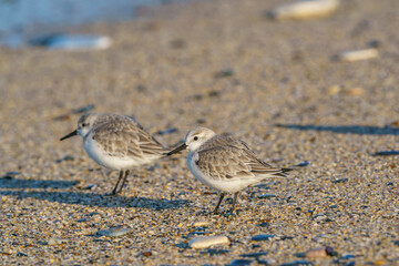Sanderling (Calidris alba) feeding on the sand beach by the sea