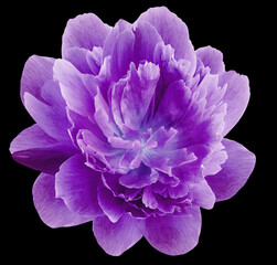 peony purple  flower isolated on   black background. Close-up. For design. Nature.