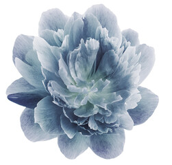 peony gray  flower isolated on  white background. Close-up. For design. Nature.
