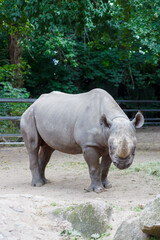 Naklejka premium big rhino in the zoo