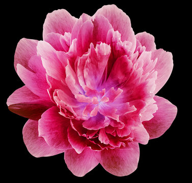 peony  pibk  flower isolated on  black  background. Close-up. For design. Nature.