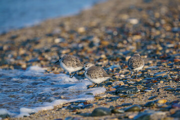 Sanderling (Calidris alba) feeding on the sand beach by the sea
