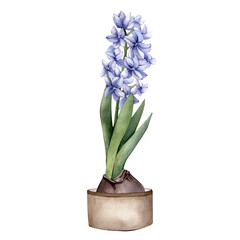 Hand Drawn Watercolor Spring Flower Illustration isolated on White Background. Watercolour Blue Hyacinth Clipart. Spring Floral Sublimations