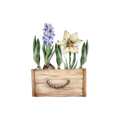 Watercolor Hand Drawn Spring Flowers in a wooden box. Watercolour Yellow Daffodils and Blue Hiacinth Floral Cliparts isolated on white background. Home gardening illustration.
