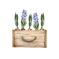 Hand Drawn Watercolor Spring Flowers in a wooden box. Watercolour Blue Hiacinth and Tulip Bulb Floral Cliparts isolated on white background. Home gardening illustration.