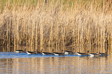 Great Goose, (Anser anser), Southern Bohemia, Czech Republic