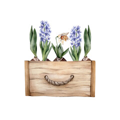 Hand Drawn Watercolor Spring Flowers in a wooden box. Watercolour Yellow Daffodils, Blue Hiacinth and Tulip Bulb Floral Cliparts isolated on white background. Home gardening illustration.
