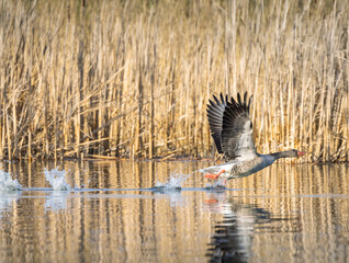 Great Goose, (Anser anser), Southern Bohemia, Czech Republic